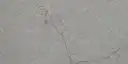 Closeup image of Daltile Freedom Calacatta Quartz countertop slab