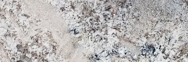 Image of Item