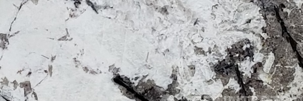 Image of Item