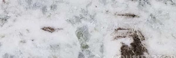 Image of Item