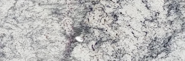 Image of Item