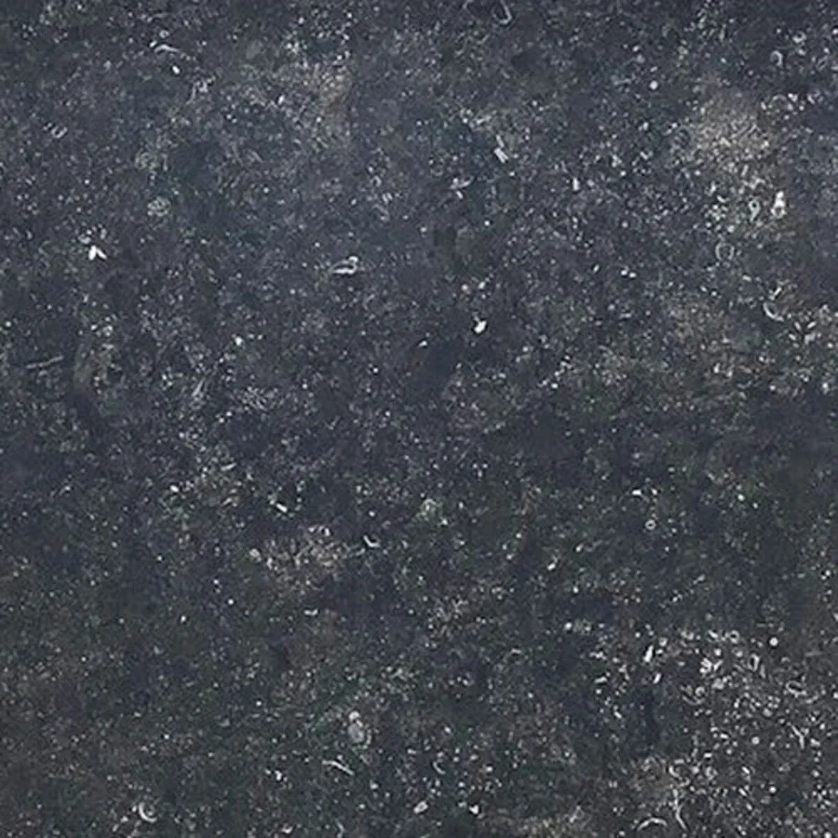 Closeup image of Belgian Limestone Black Limestone countertop slab