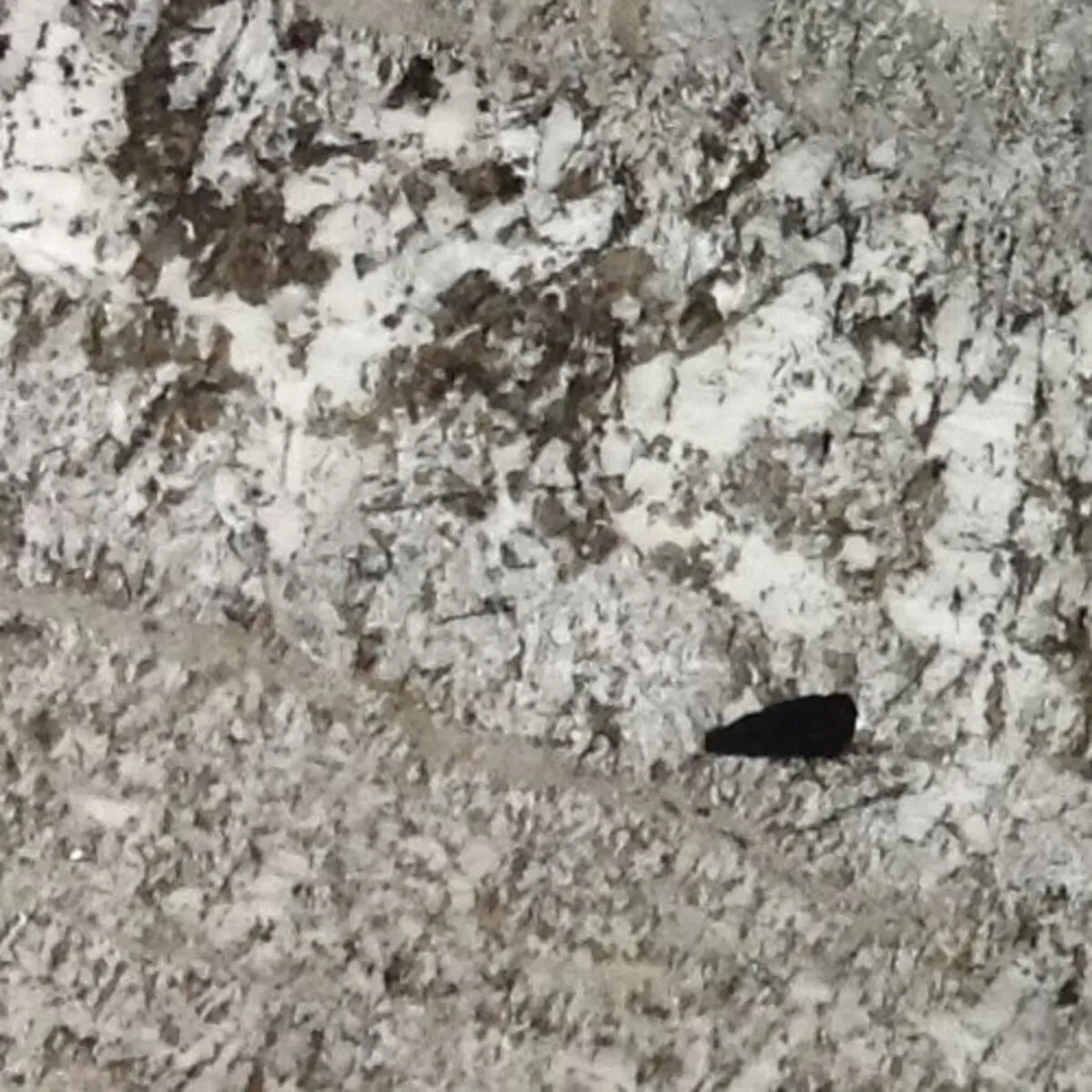 Closeup image of Bianco Iran White Granite countertop slab