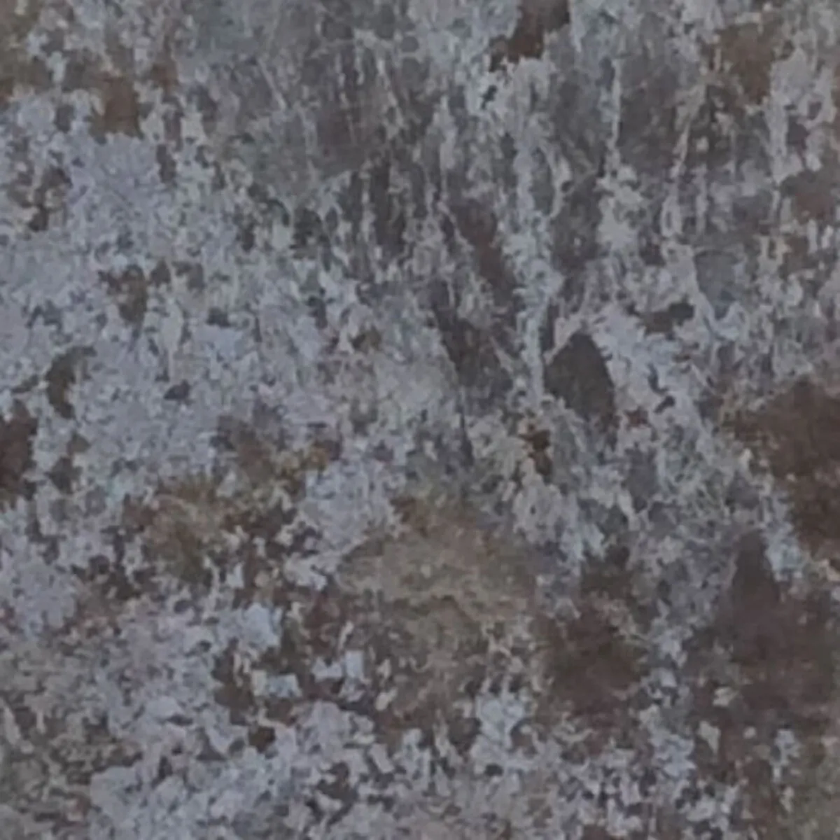 Closeup image of Blue Flower Grey Granite countertop slab