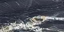Closeup image of Belvedere Black Granite countertop slab