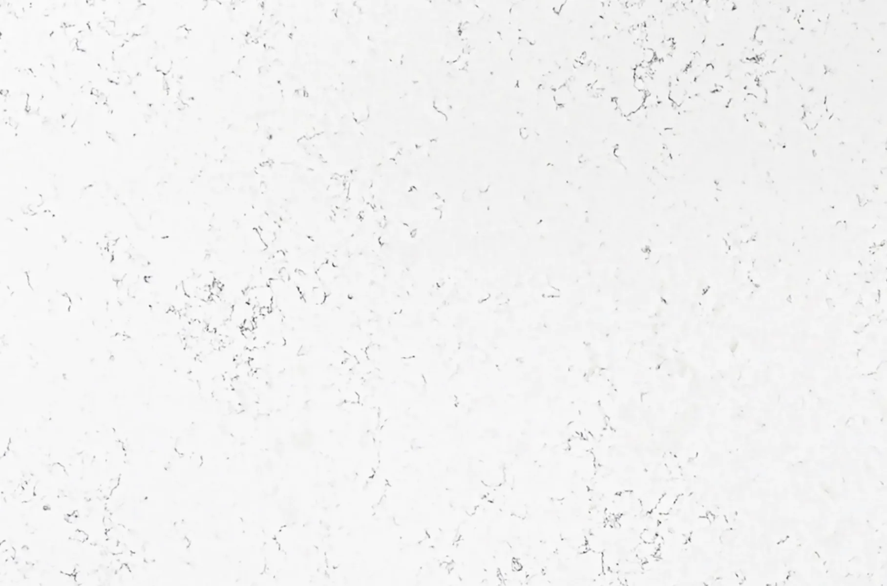 Closeup image of PentalQuartz Carrara Vario White Quartz countertop slab