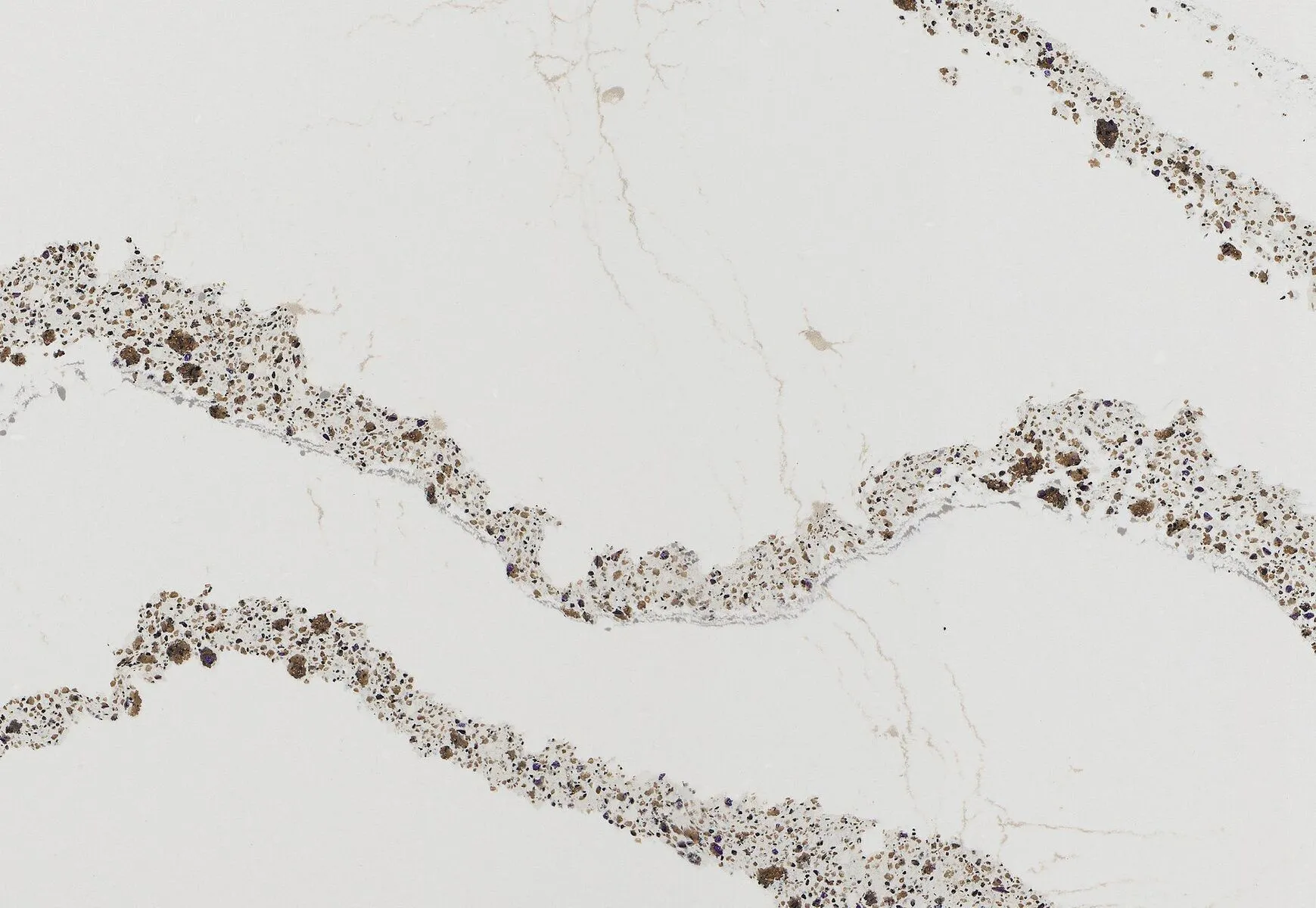 Closeup image of Cambria Annicca White Quartz countertop slab