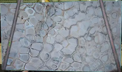 Image of Brazilian Fossil 1st Choice Grey Quartzite countertop slab