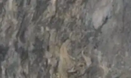 Closeup image of Fusion 1st Choice Grey Quartzite countertop slab
